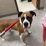 Enlarge Agent 60199754, a ADOPTABLE Boxer in Harvey , LA image 1/1