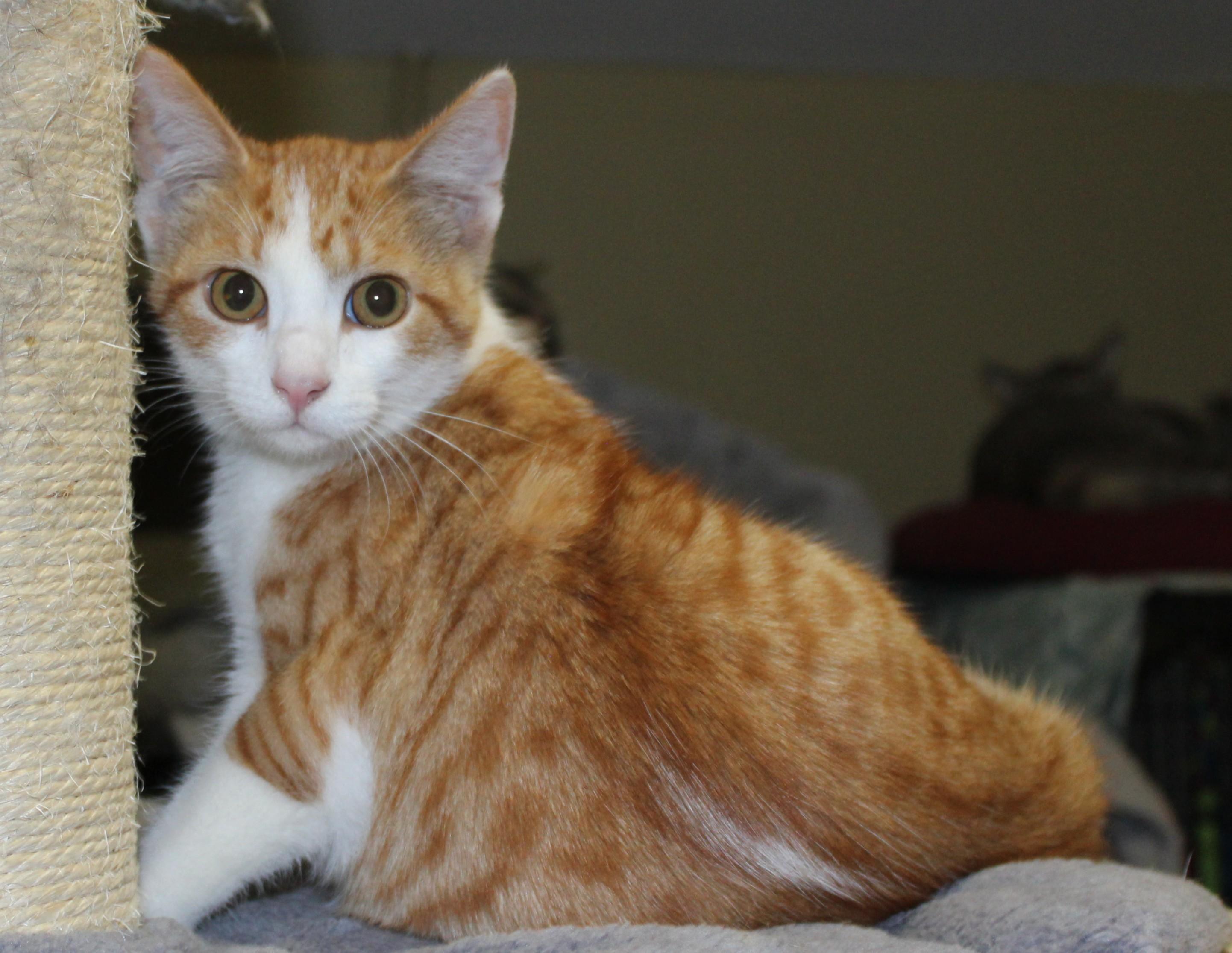 Hippie, an adoptable Domestic Short Hair in Huron, SD, 57350 | Photo Image 1