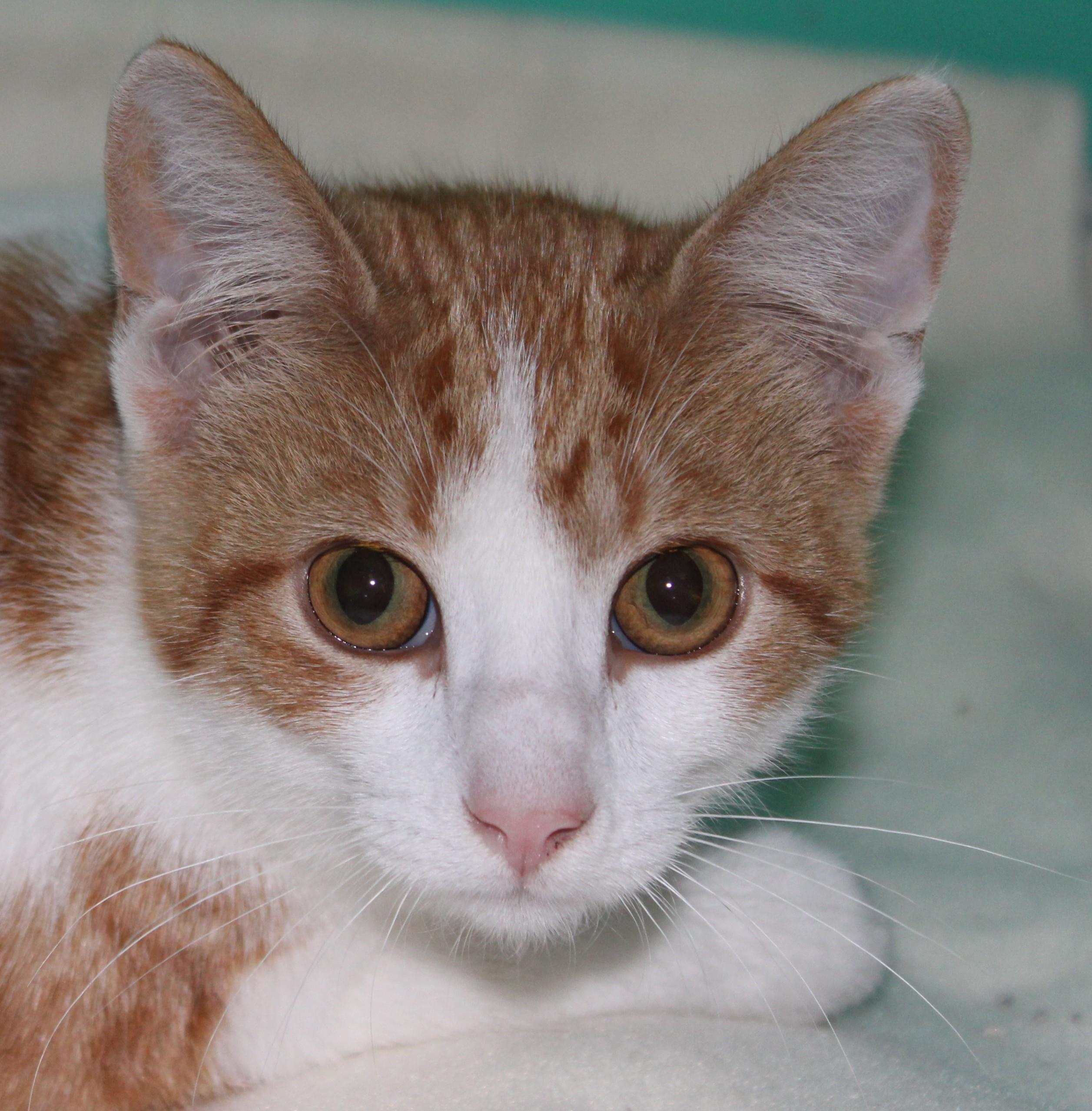 Enlarge Hippie, a Adoptable mixed breed in Huron, SD image 2/5