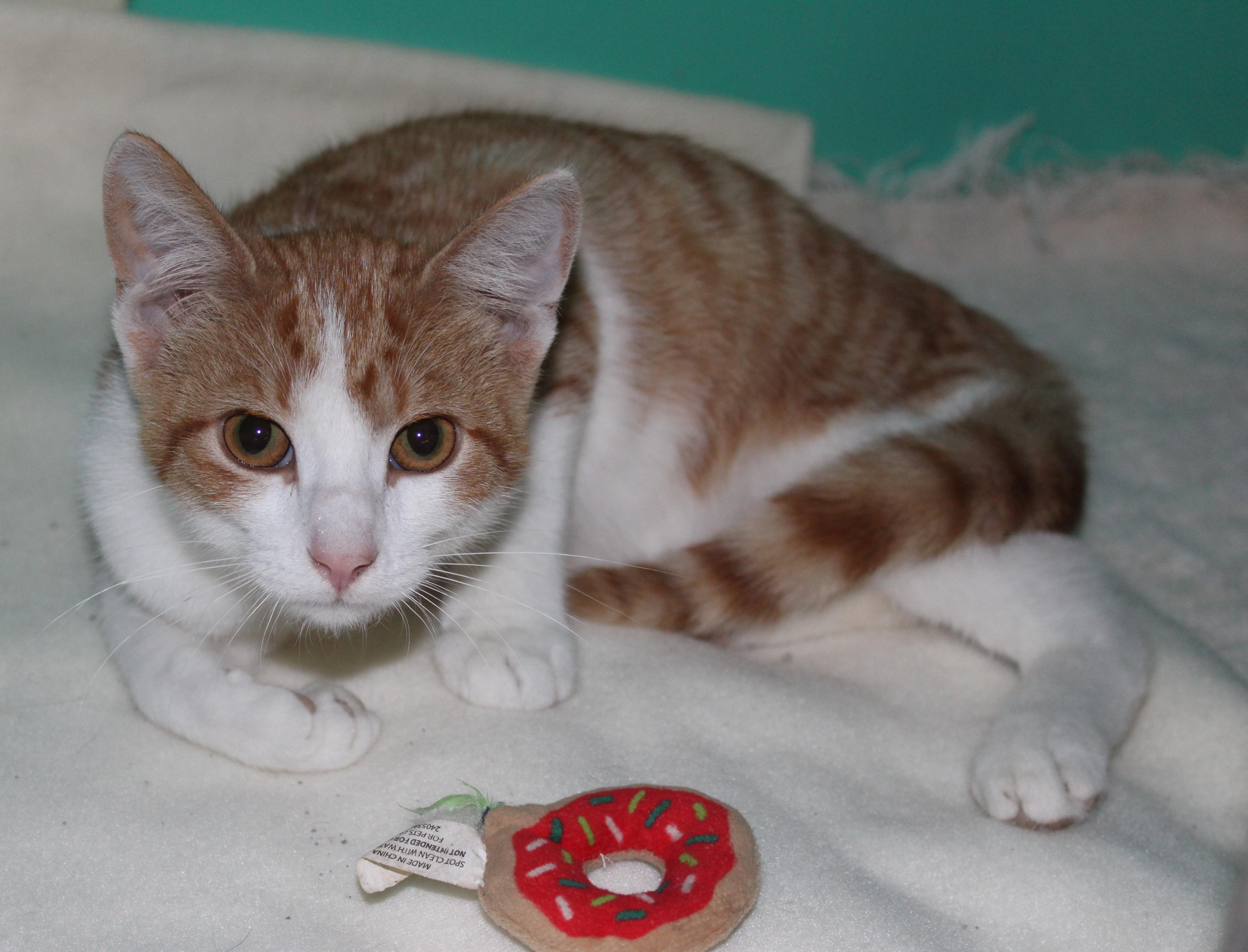 Enlarge Hippie, a Adoptable mixed breed in Huron, SD image 3/5