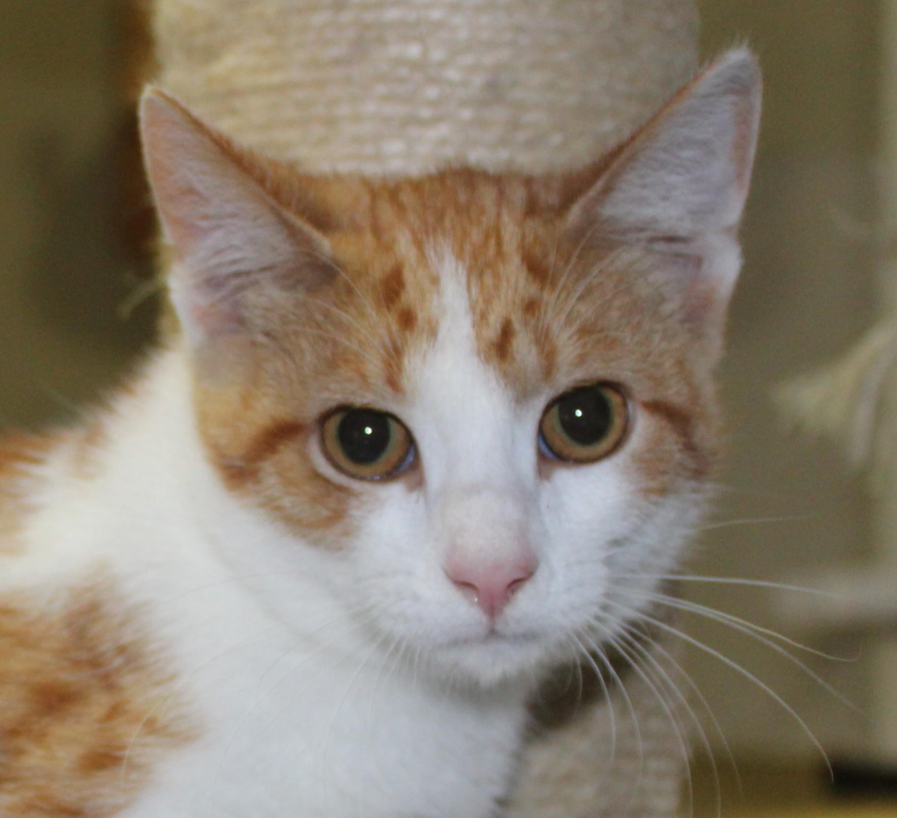 Enlarge Hippie, a Adoptable mixed breed in Huron, SD image 4/5