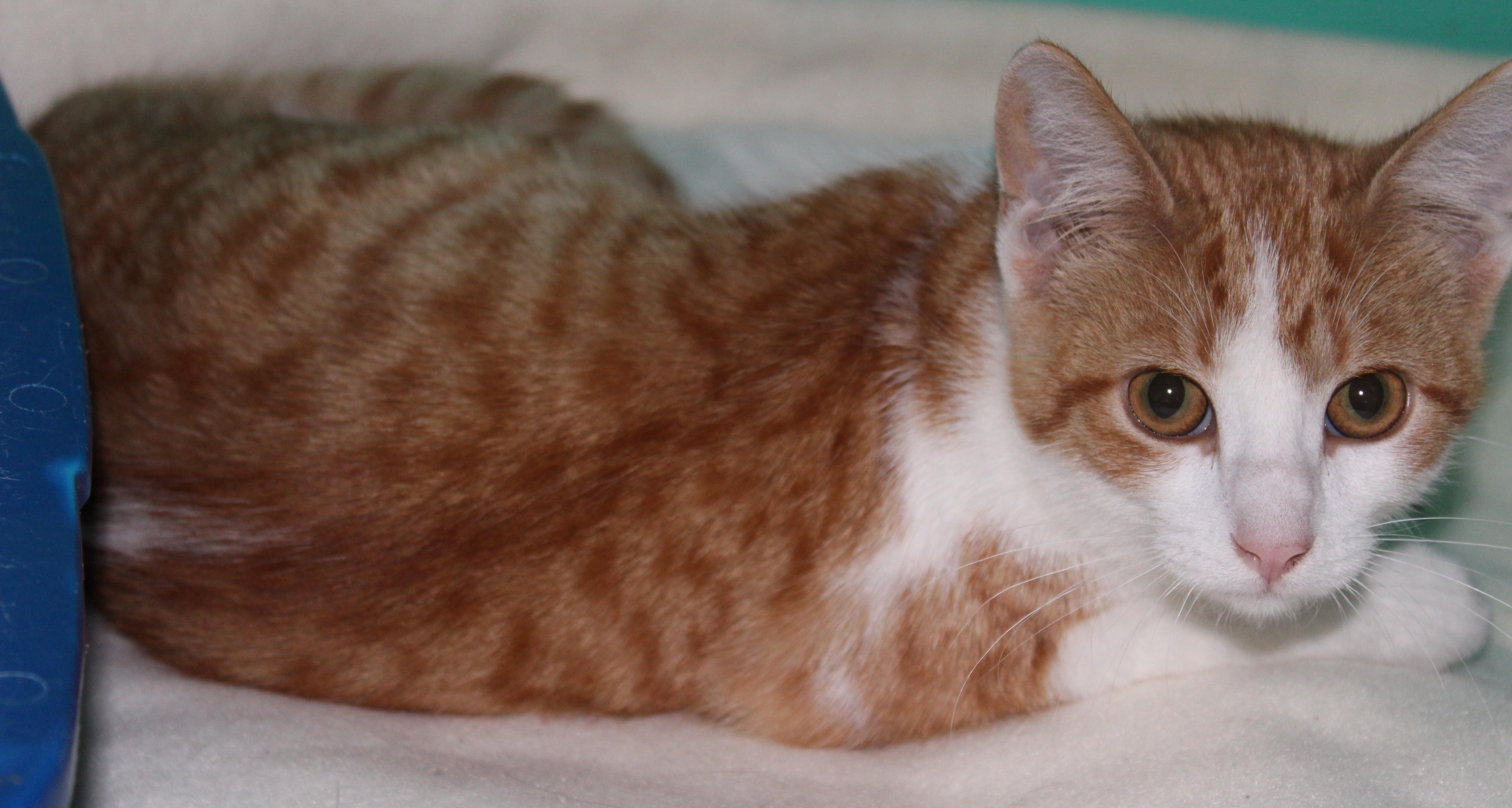 Hippie, an adoptable Domestic Short Hair in Huron, SD, 57350 | Photo Image 5