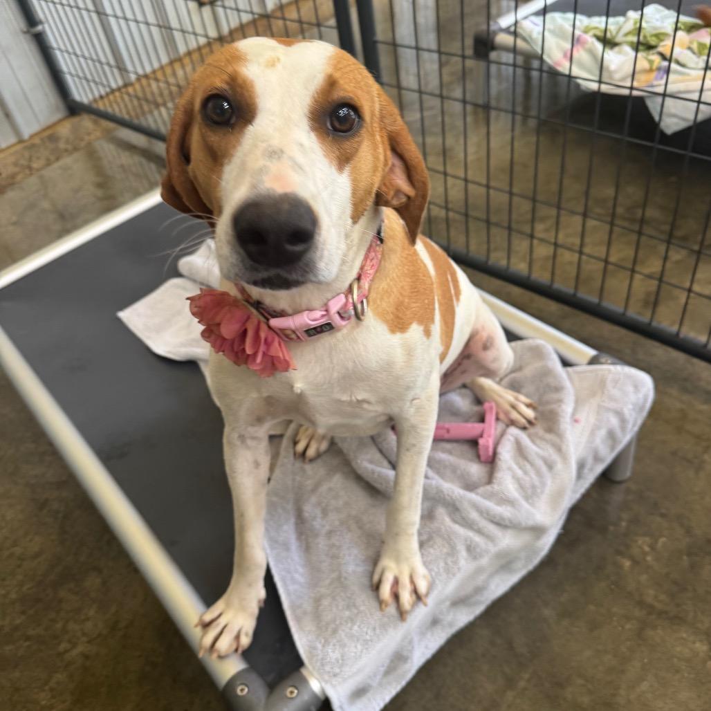 Lonna, Adoptable, Young Female Hound.