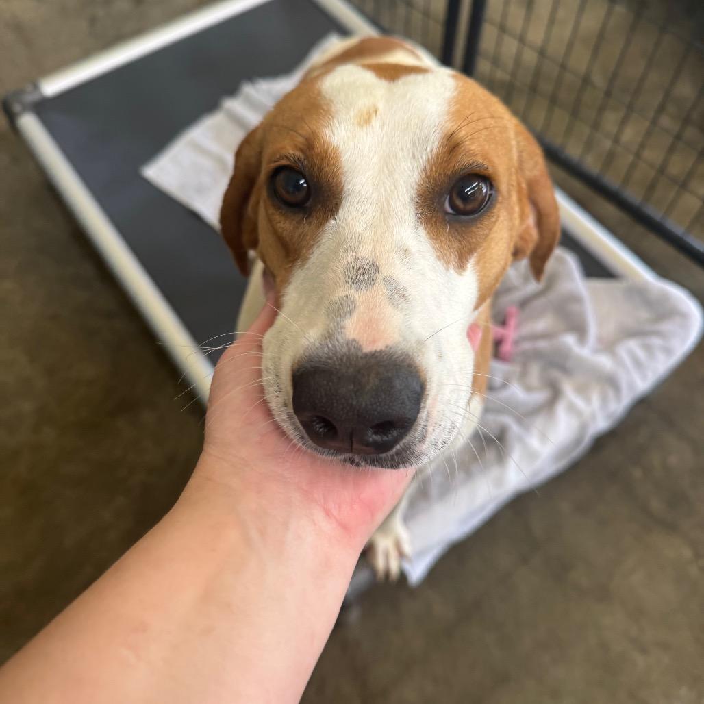 Enlarge Lonna, a Adoptable Hound in Parrish, AL image 2/6