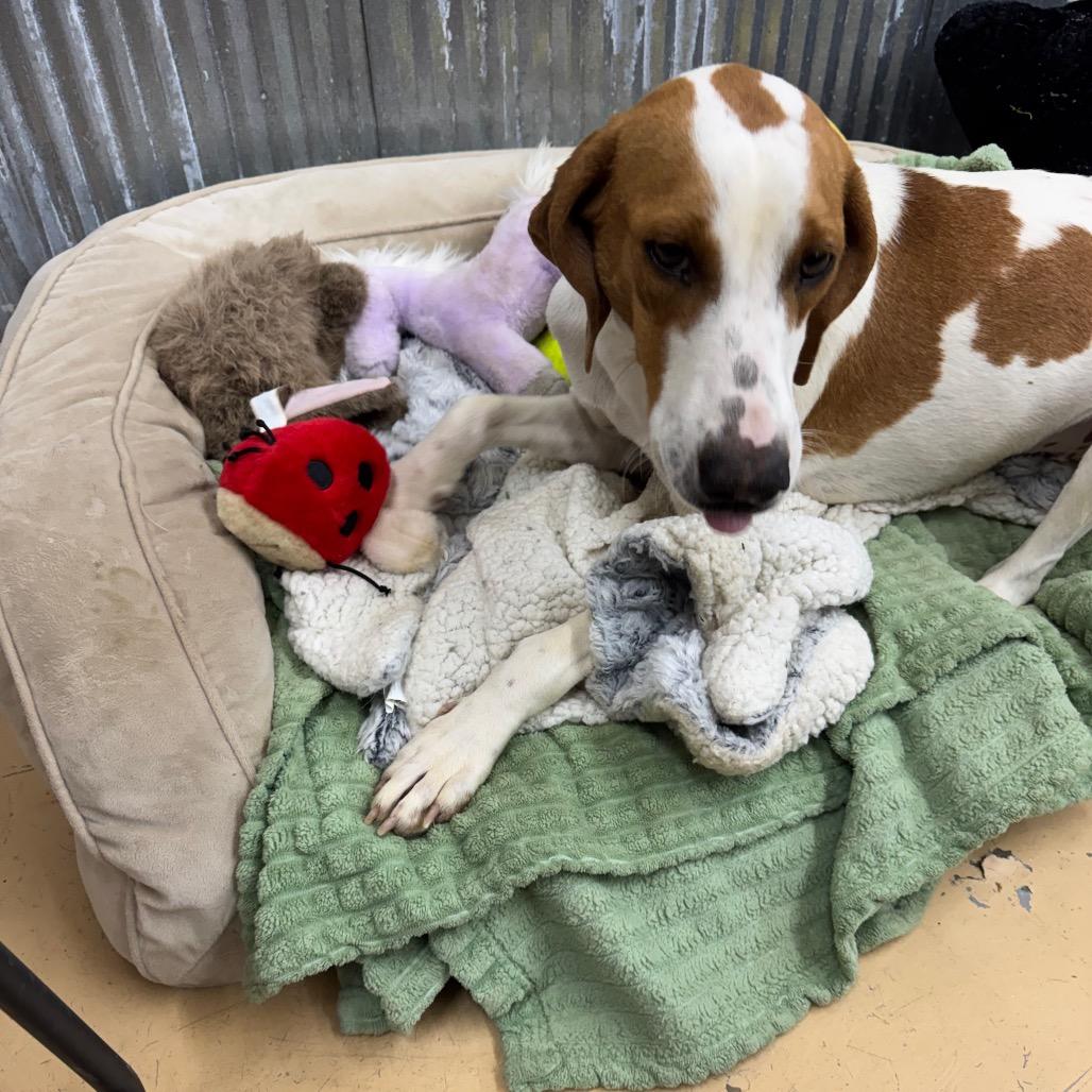 Lonna, Adoptable, Young Female Hound.