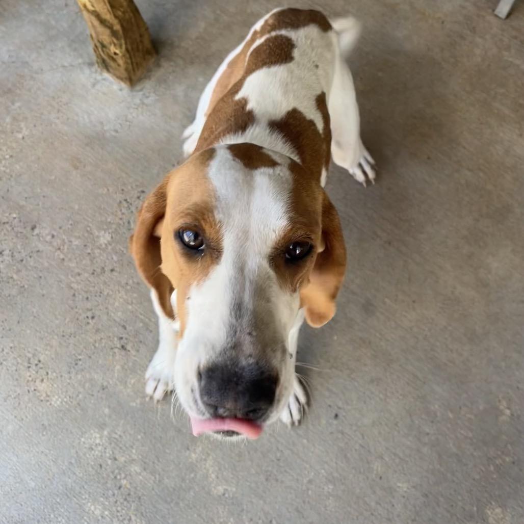 Enlarge Lonna, a Adoptable Hound in Parrish, AL image 4/6
