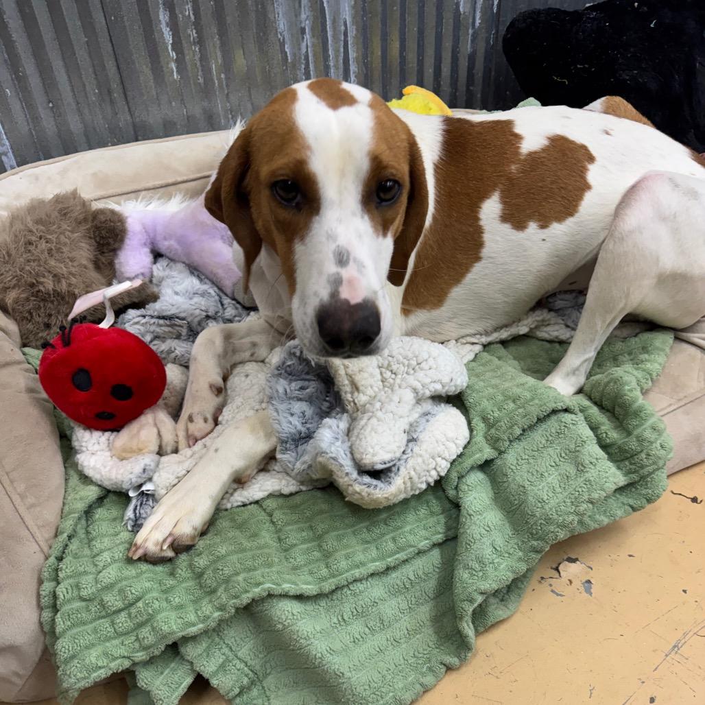 Enlarge Lonna, a Adoptable Hound in Parrish, AL image 5/6