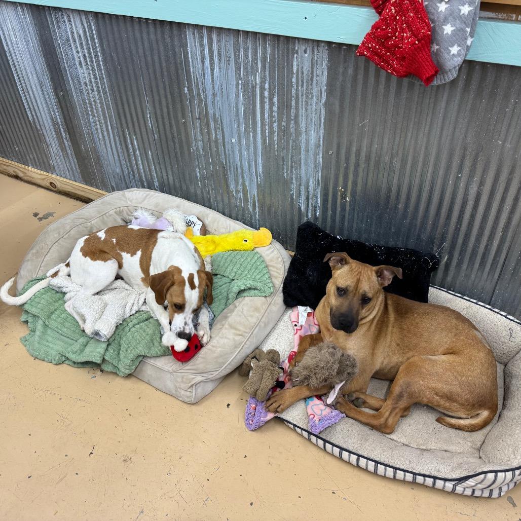 Enlarge Lonna, a Adoptable Hound in Parrish, AL image 6/6