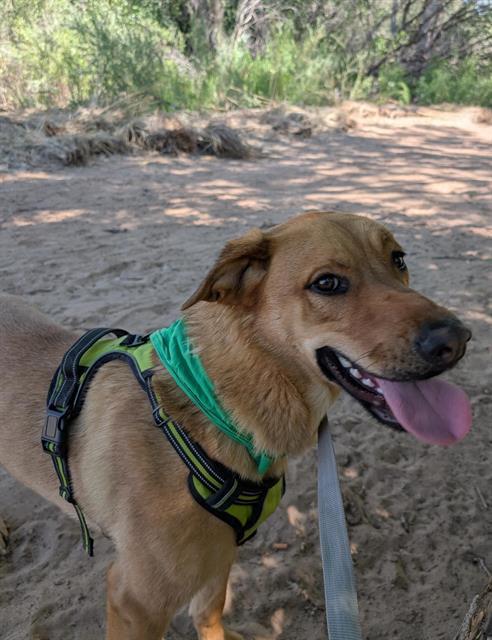 SKY, Adoptable, Young Female Golden Retriever & German Shepherd Dog.