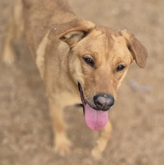 Enlarge SKY, a Adoptable mixed breed in Albuquerque, NM image 1/1