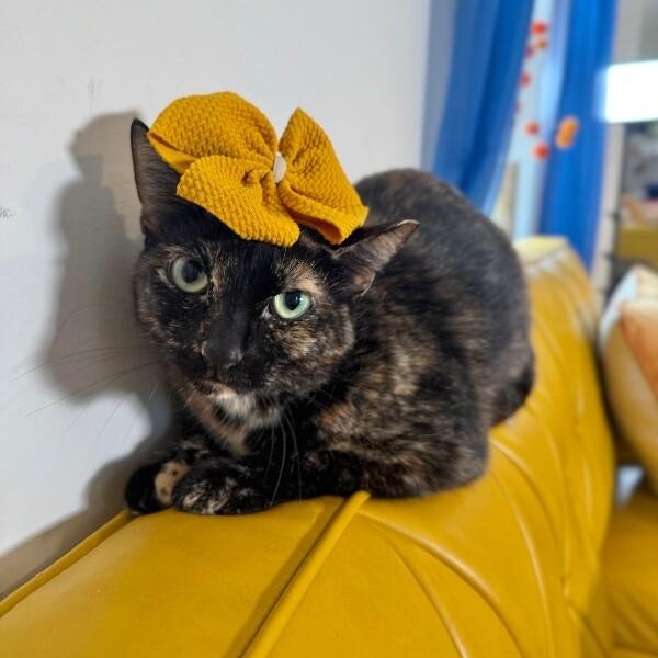 Marble Cake — thumbnail 3