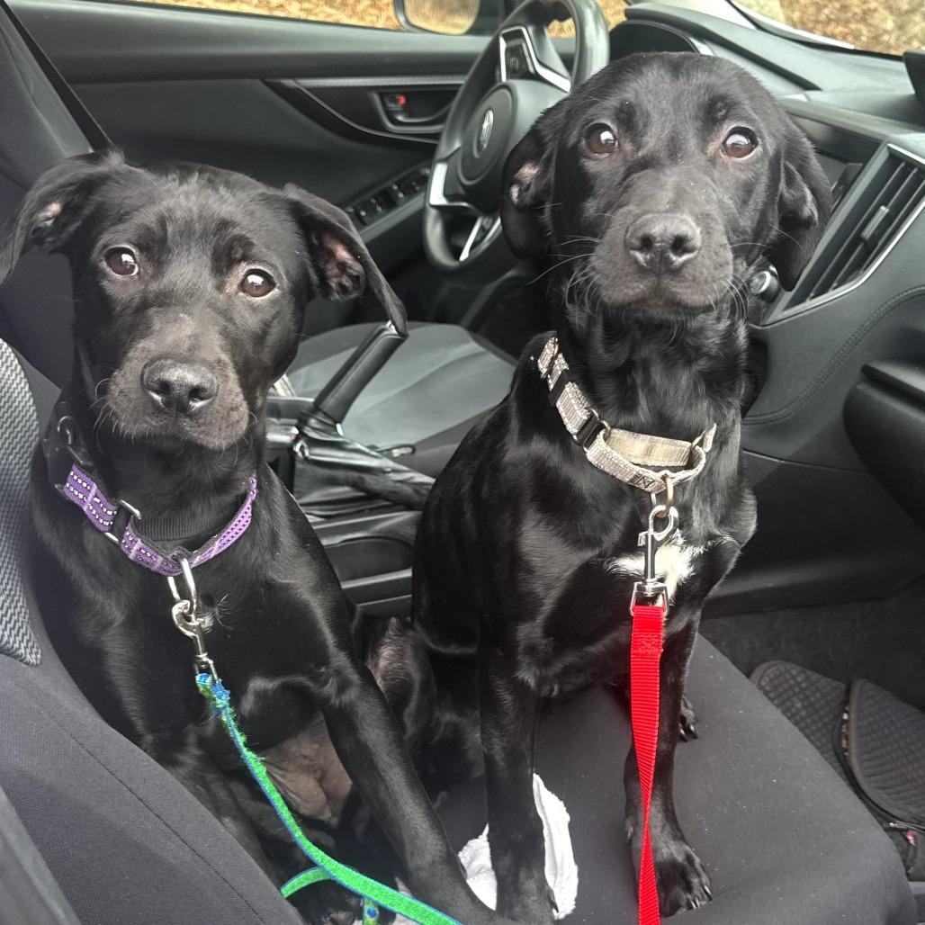 Enlarge CT Odetta (Fostered in Stafford, CT), a Adoptable mixed breed in Stormville, NY image 1/3