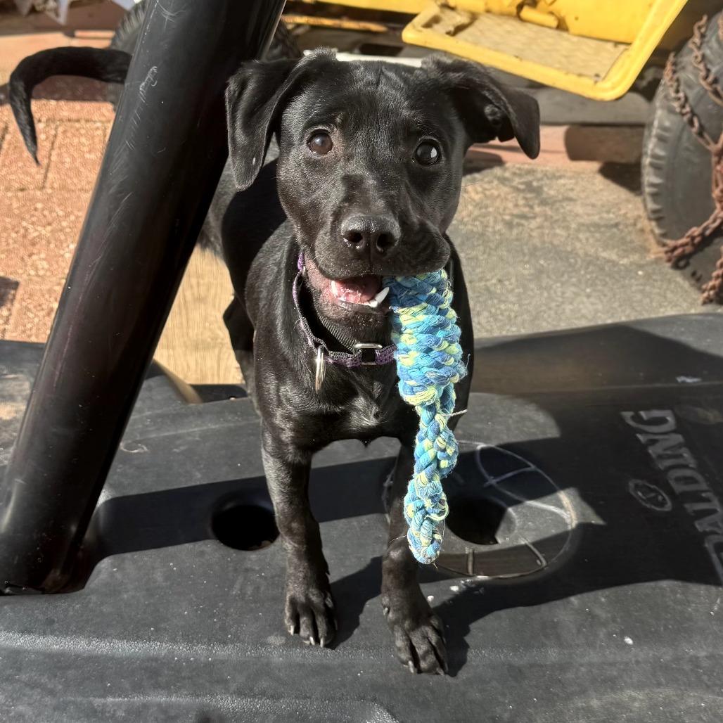 Enlarge CT Odetta (Fostered in Glastonbury, CT), a Adoptable mixed breed in Stormville, NY image 1/2