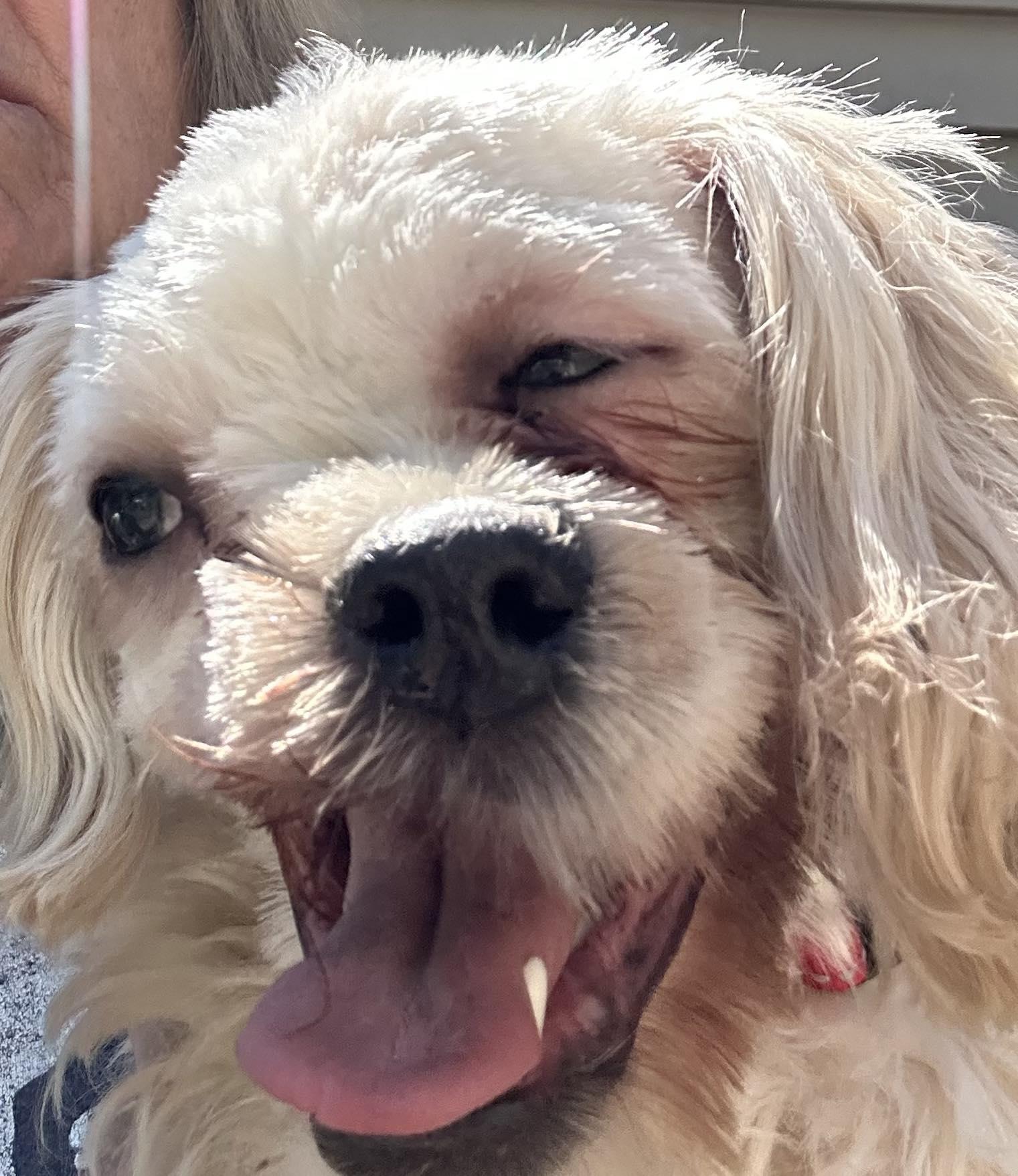 Harvey, a ADOPTABLE mixed breed in Winsted, CT image 2/4