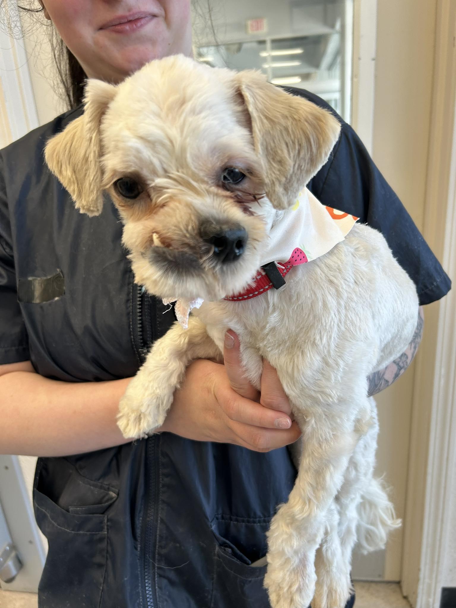 Harvey, a ADOPTABLE mixed breed in Winsted, CT image 1/4