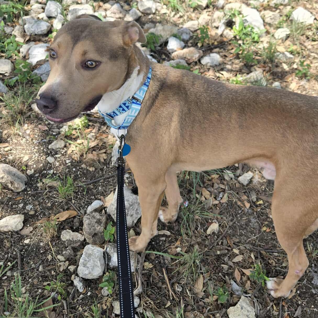 Enlarge Teddy, a Adoptable mixed breed in New Braunfels, TX image 2/6