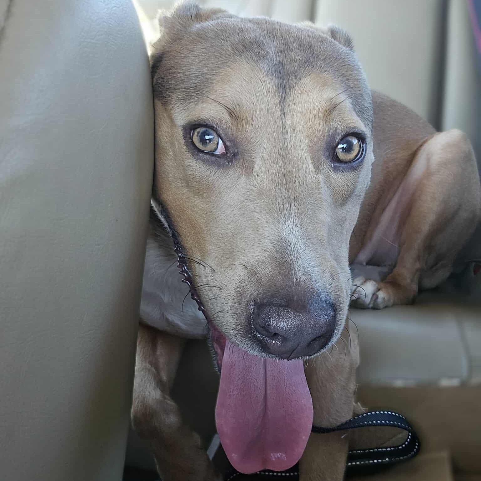 Teddy — thumbnail 2