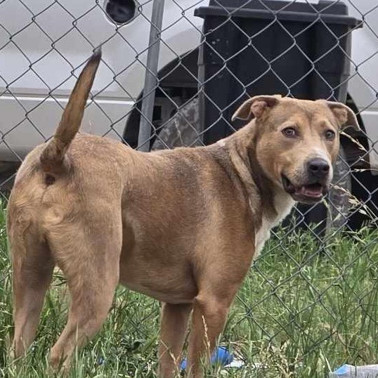 Enlarge Teddy, a Adoptable mixed breed in New Braunfels, TX image 4/6