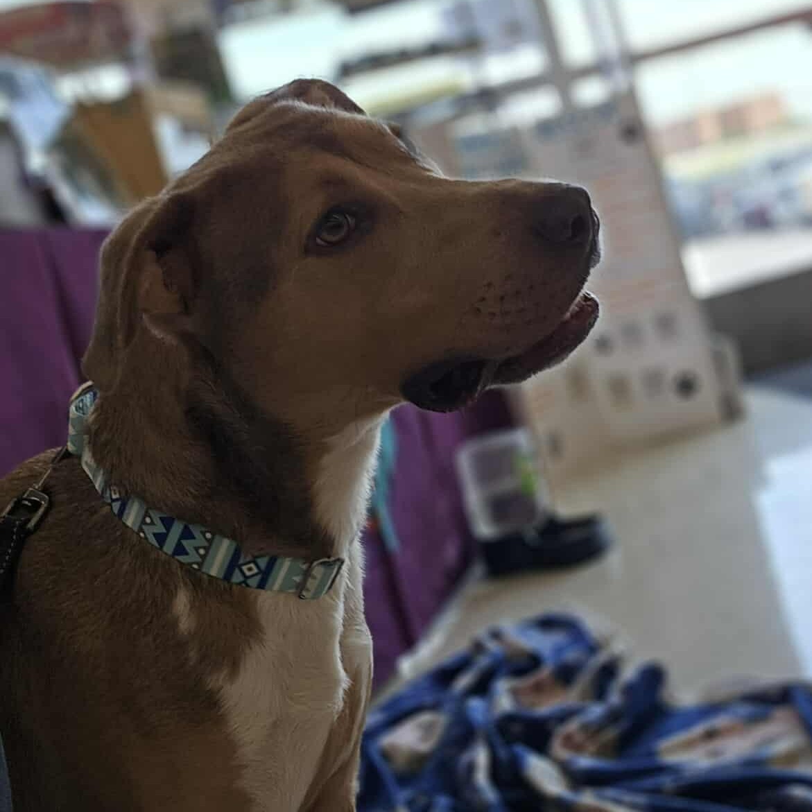 Teddy — thumbnail 4