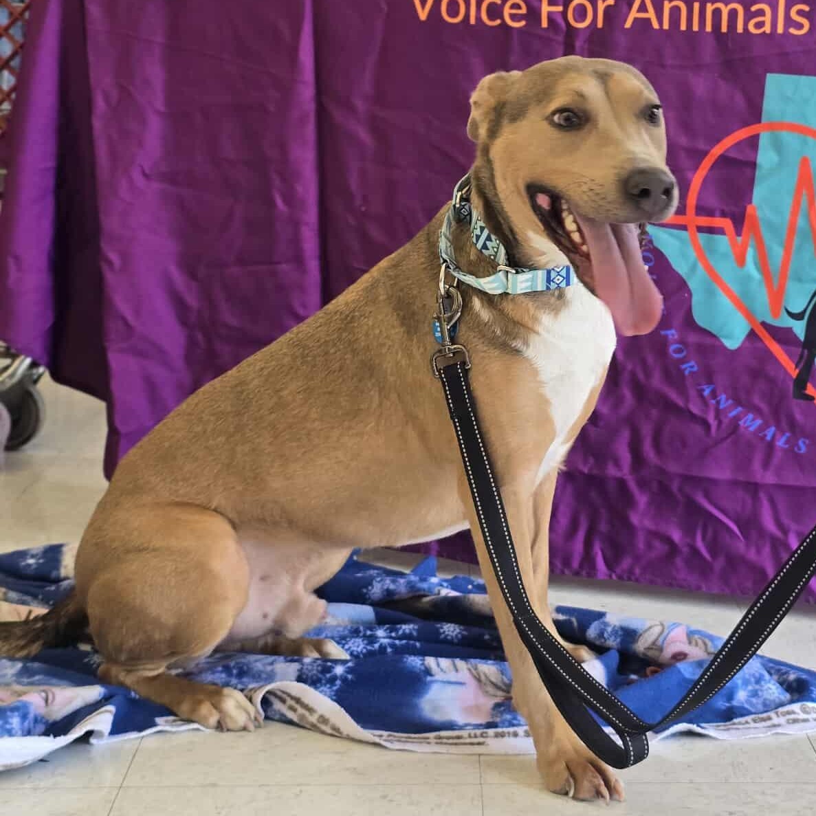 Enlarge Teddy, a Adoptable mixed breed in New Braunfels, TX image 6/6