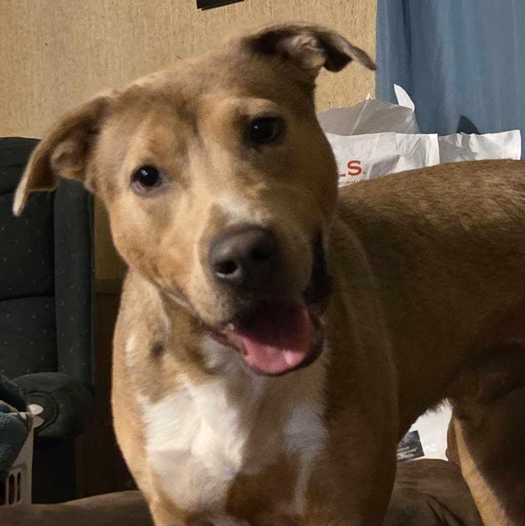 Teddy, Adoptable, Adult Male Australian Cattle Dog / Blue Heeler.