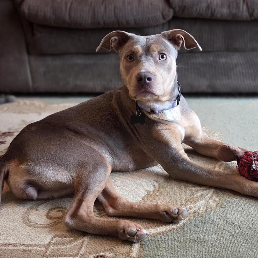 Ariel, Adoptable, Young Female Mixed Breed.