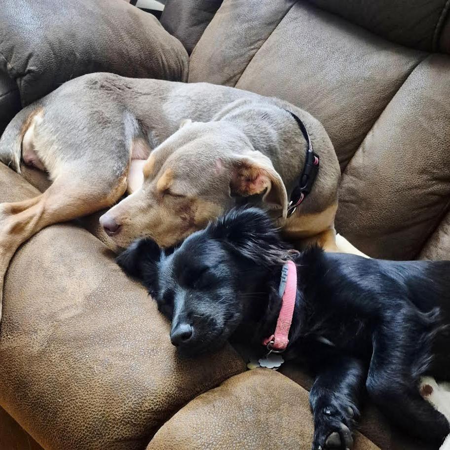 Enlarge Ariel, a Adoptable Mixed Breed in Madison, WI image 2/6