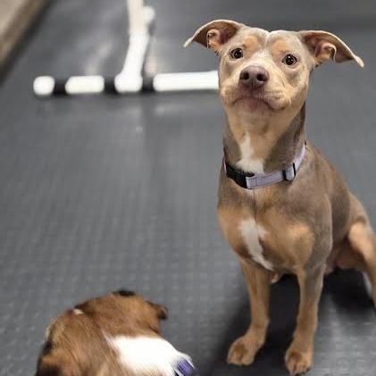 Enlarge Ariel, a Adoptable Mixed Breed in Madison, WI image 3/6