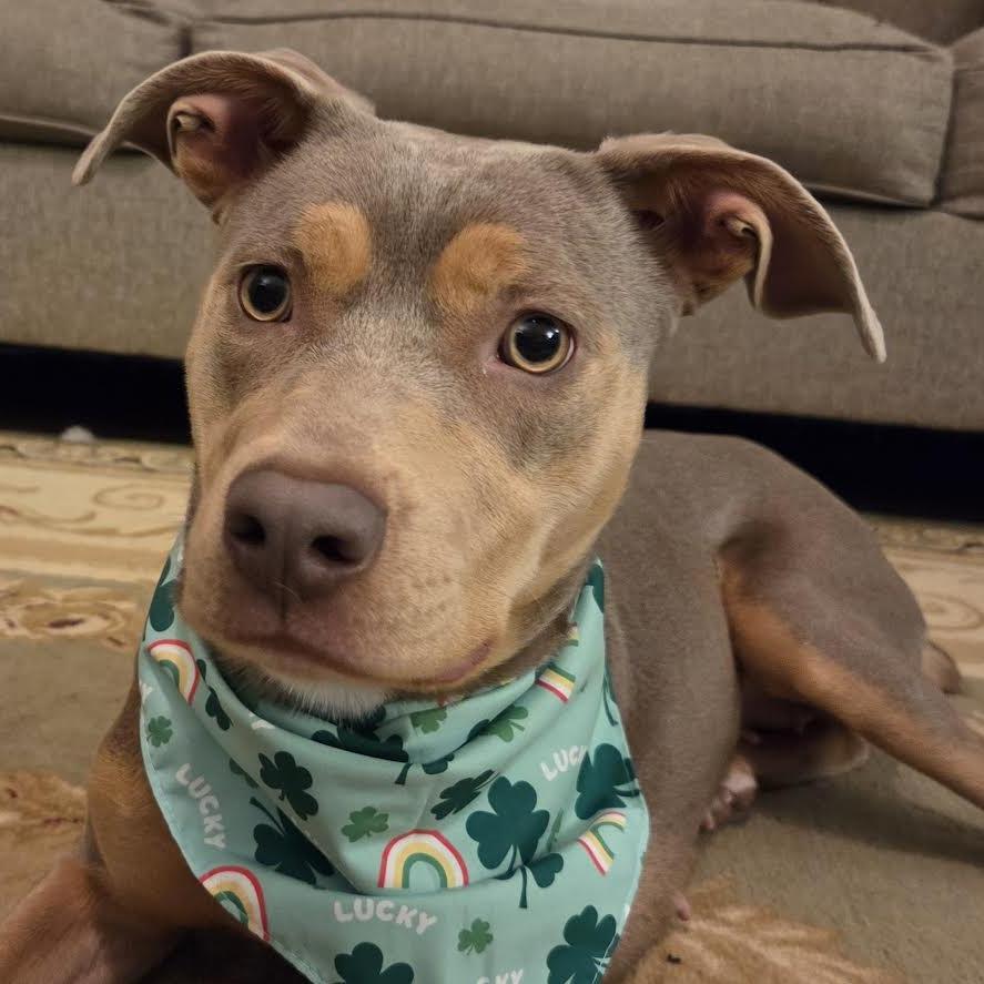 Enlarge Ariel, a Adoptable Mixed Breed in Madison, WI image 4/6