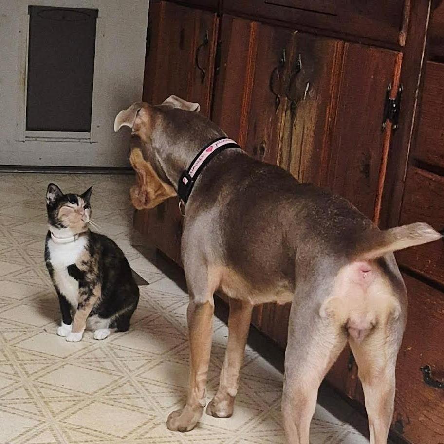 Enlarge Ariel, a Adoptable Mixed Breed in Madison, WI image 5/6