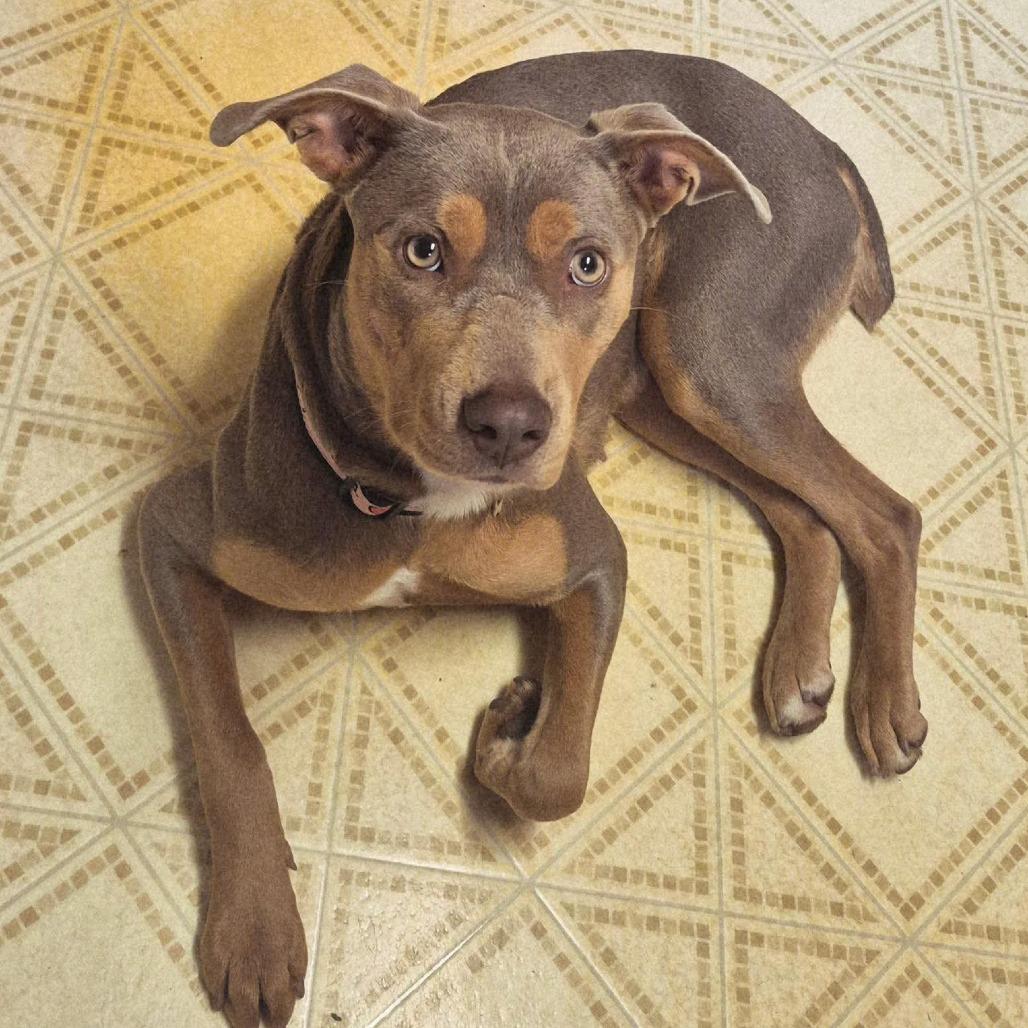 Enlarge Ariel, a Adoptable Mixed Breed in Madison, WI image 6/6