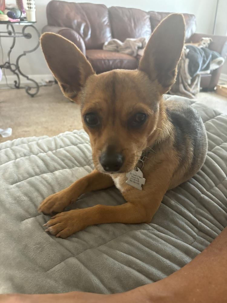 Huey, a Adoptable mixed breed in Orlando, FL image 1/3