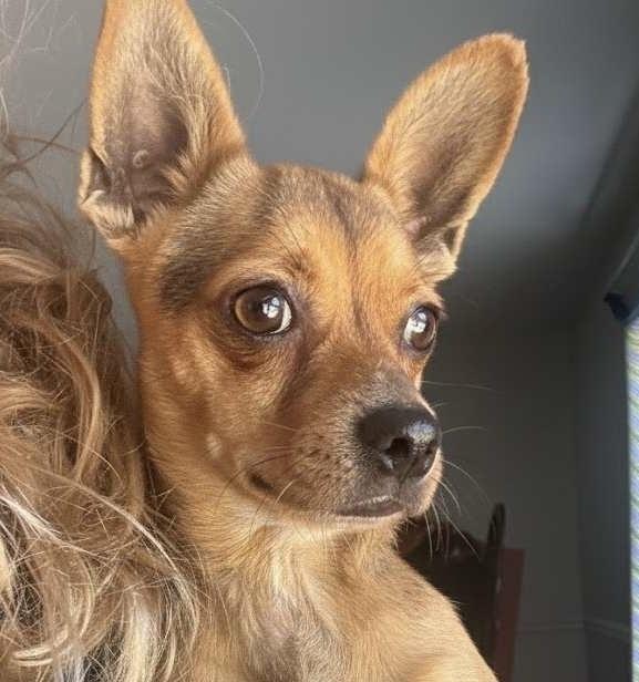 Huey, a Adoptable mixed breed in Orlando, FL image 2/3