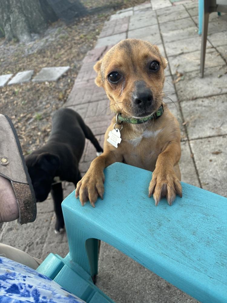 Huey, a Adoptable mixed breed in Orlando, FL image 3/3