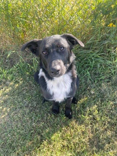 Enlarge Rook, a Adoptable mixed breed in wetaskiwin, AB image 1/2