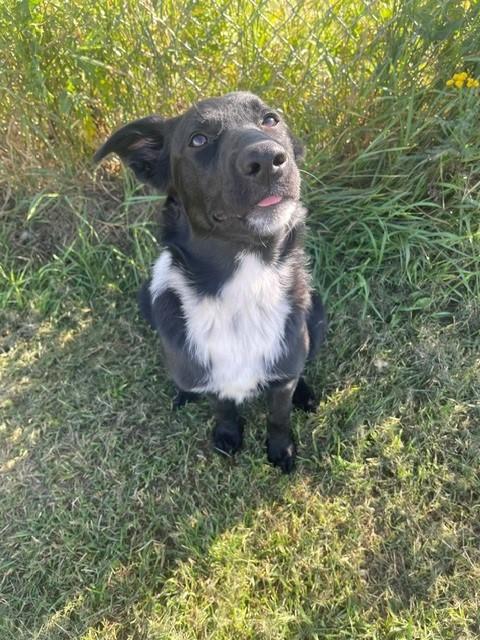 Enlarge Rook, a Adoptable mixed breed in wetaskiwin, AB image 2/2
