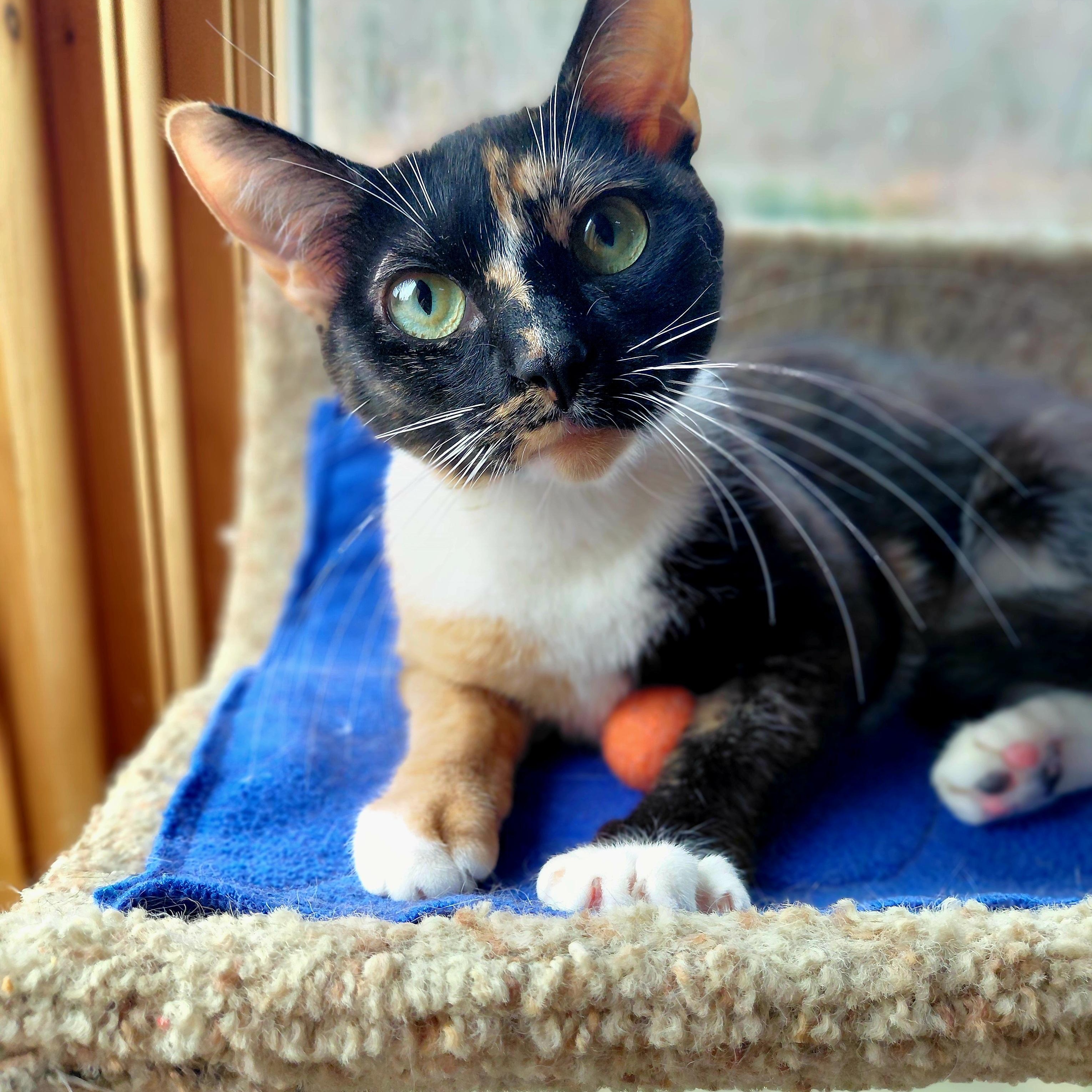 Stella, ADOPTABLE, Adult Female Domestic Short Hair.
