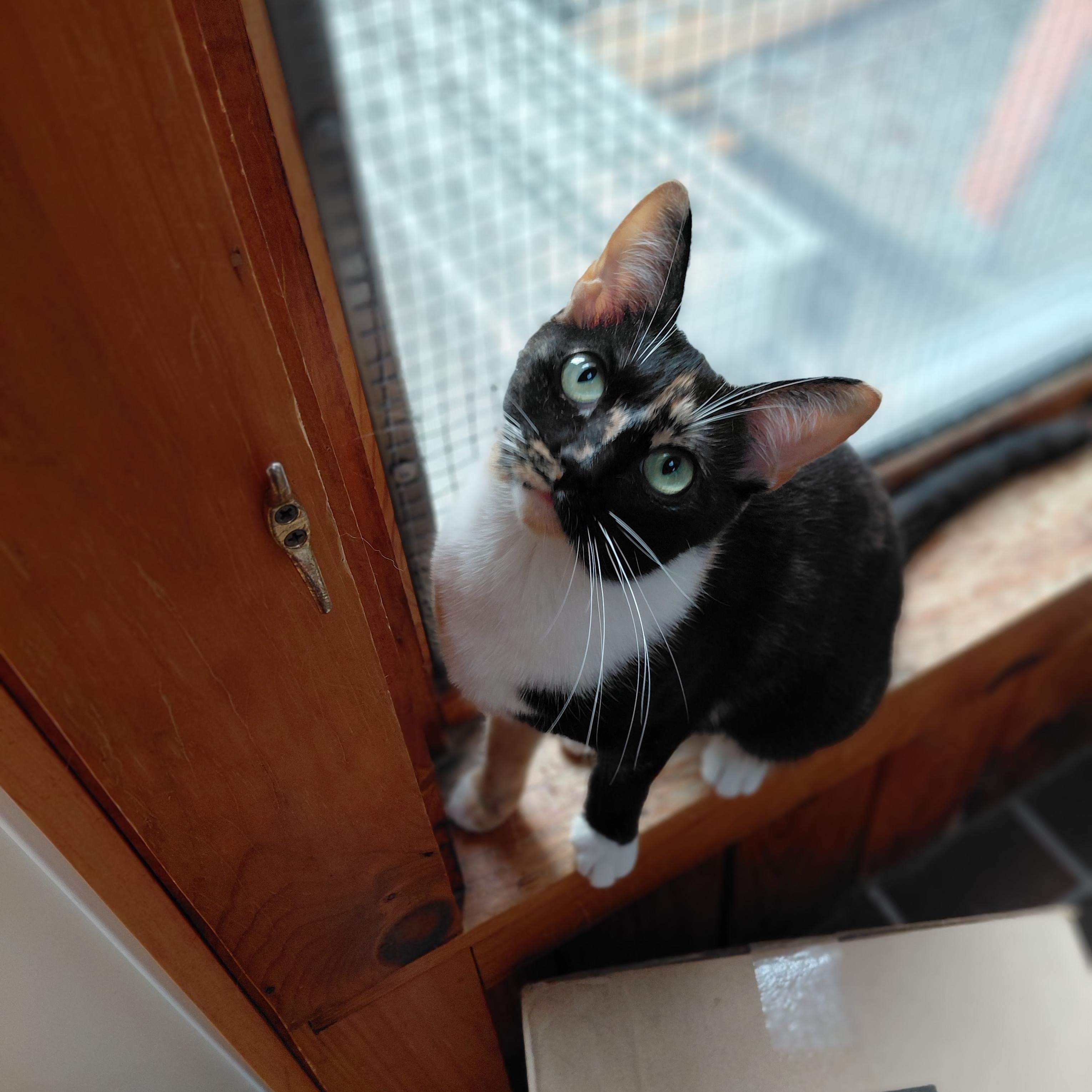 Enlarge Stella, a ADOPTABLE Domestic Short Hair in Littleton, NH image 3/4