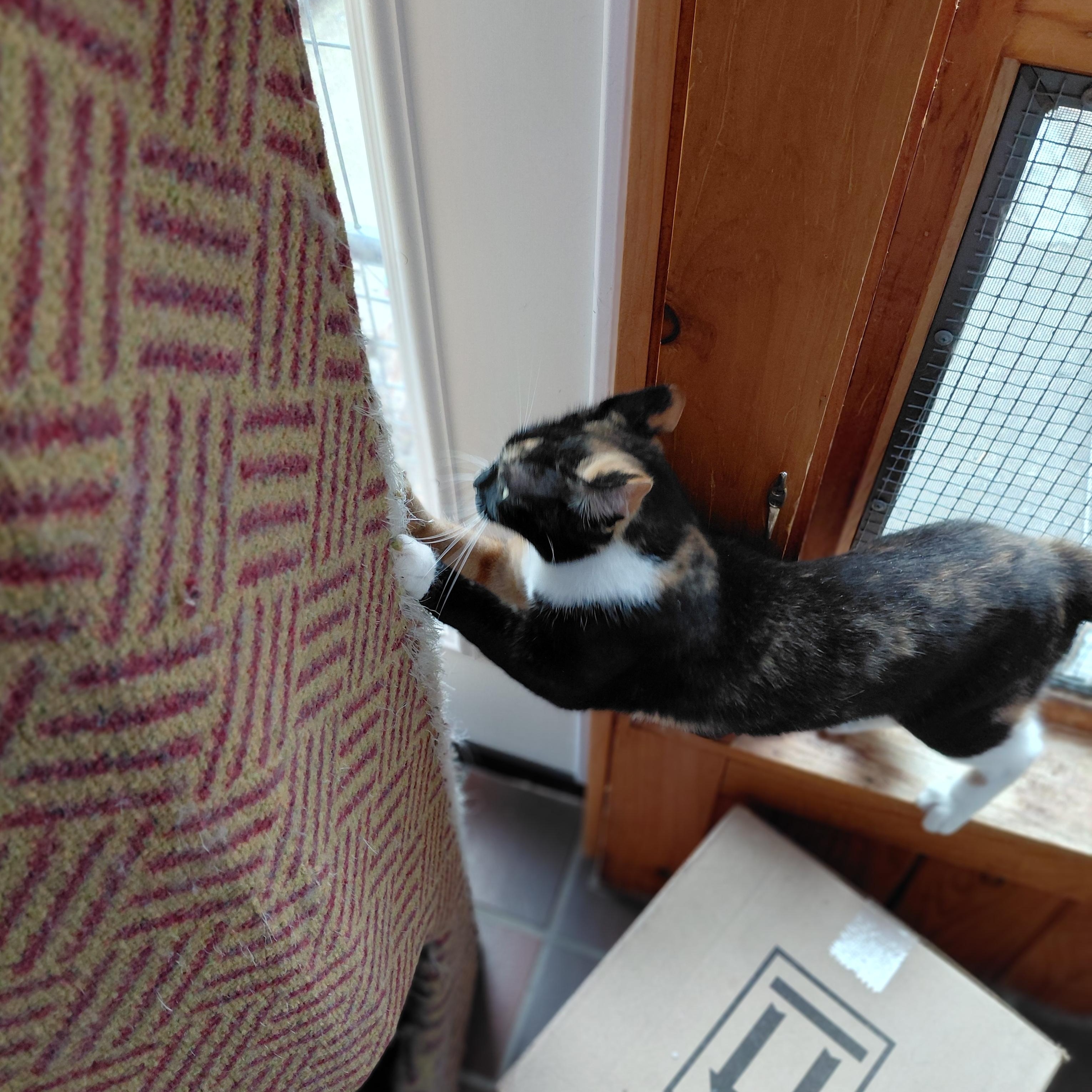 Enlarge Stella, a ADOPTABLE Domestic Short Hair in Littleton, NH image 4/4