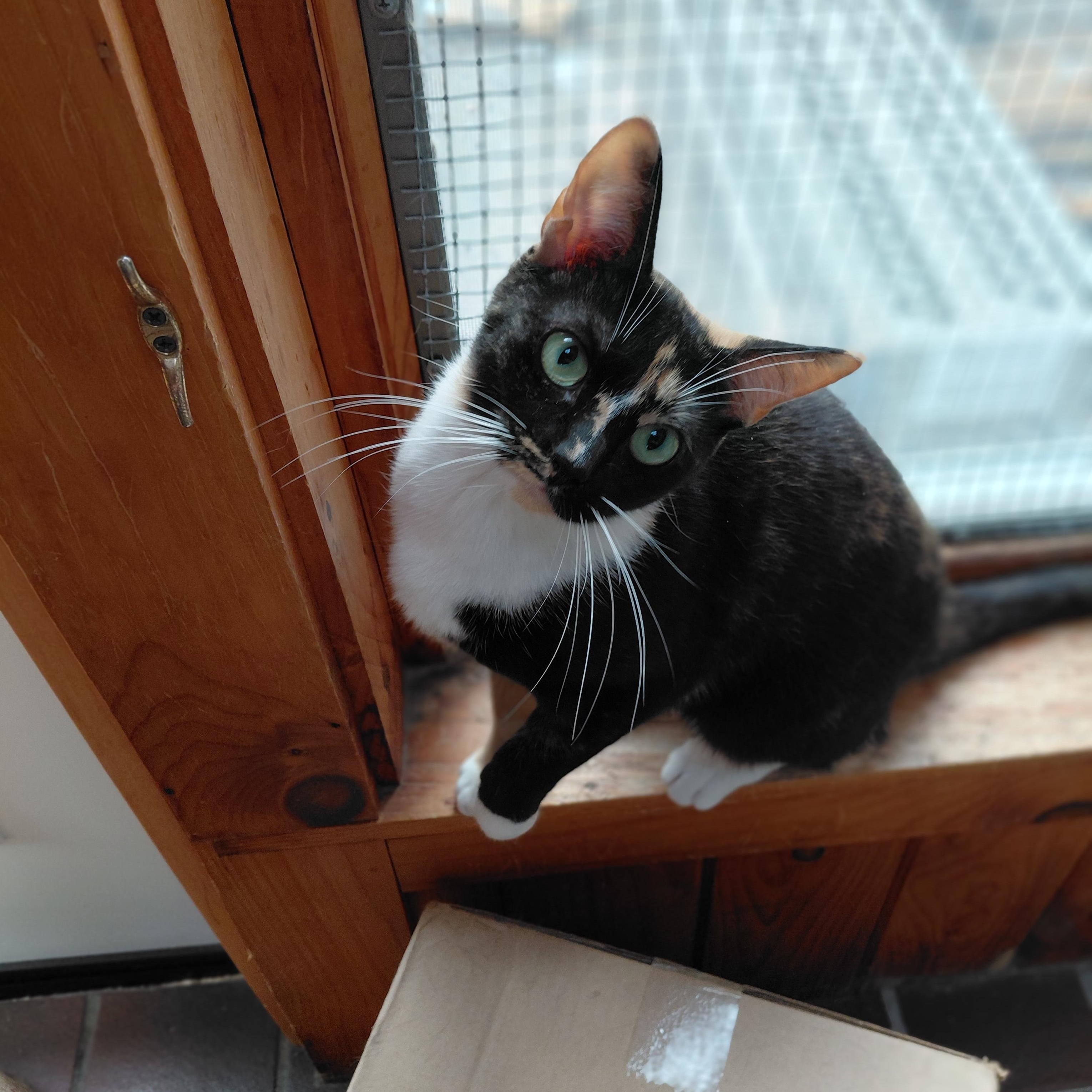 Enlarge Stella, a ADOPTABLE Domestic Short Hair in Littleton, NH image 2/4