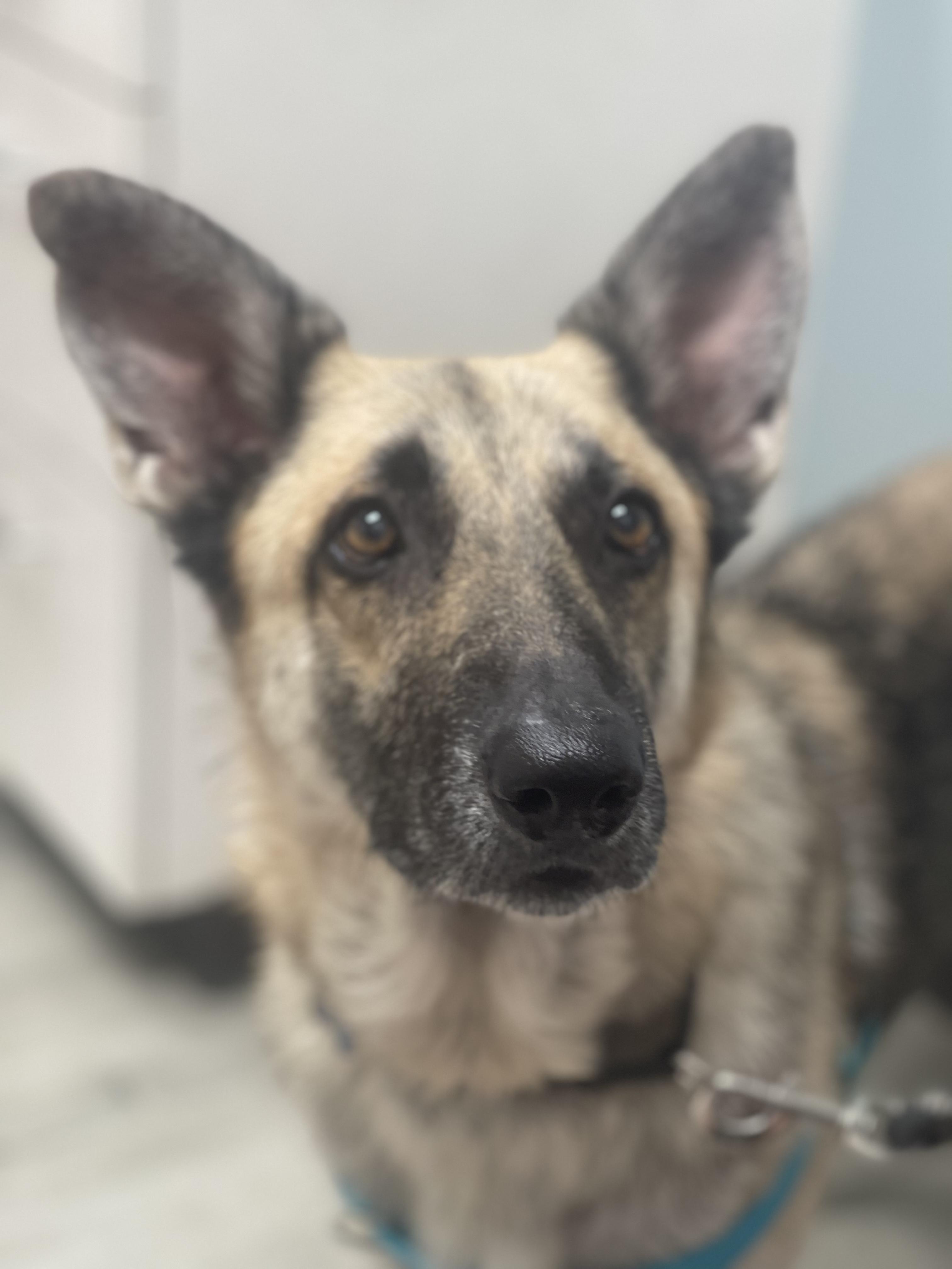 Enlarge Piper, an adopted mixed breed in Charlotte, NC image 1/4