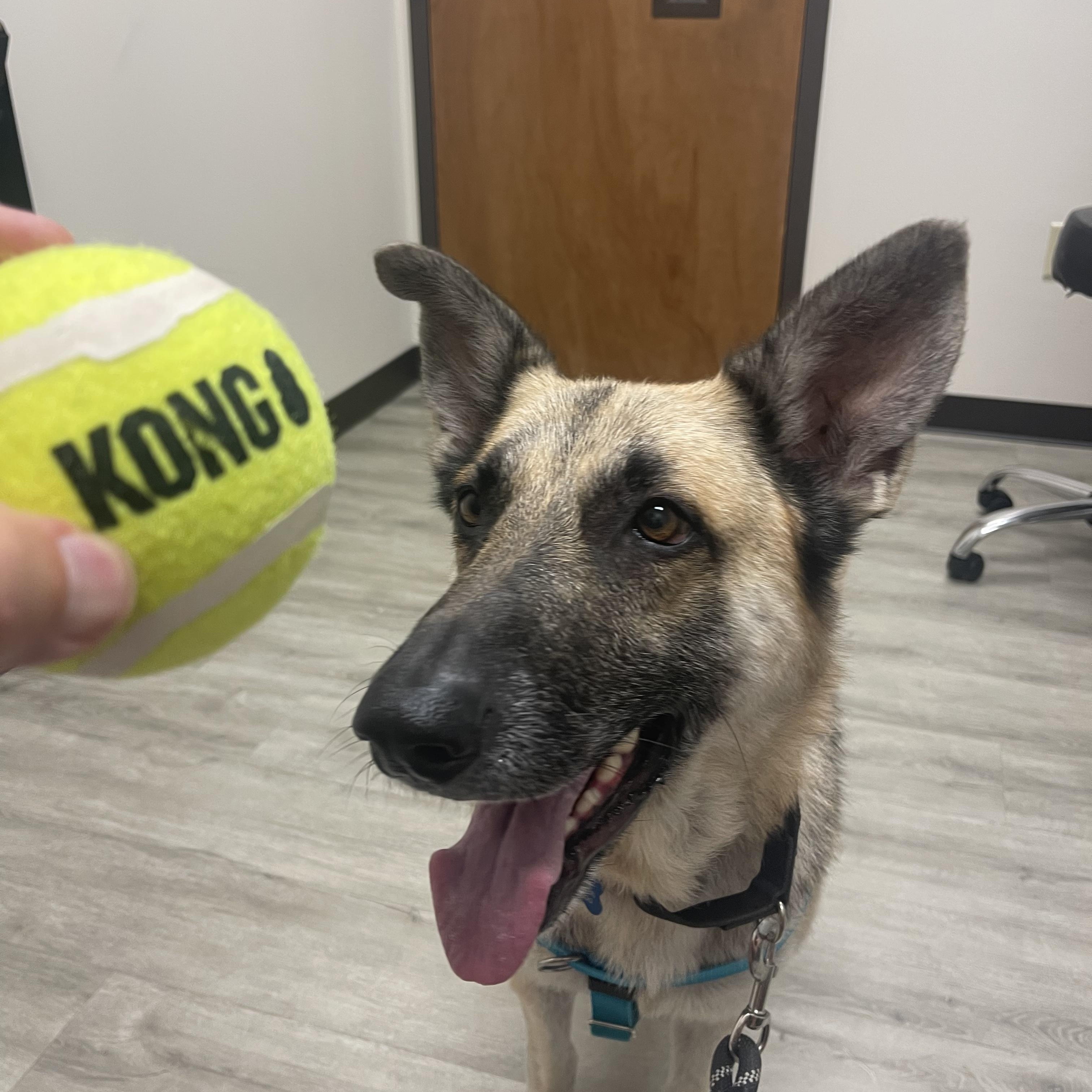 Enlarge Piper, an adopted mixed breed in Charlotte, NC image 2/4