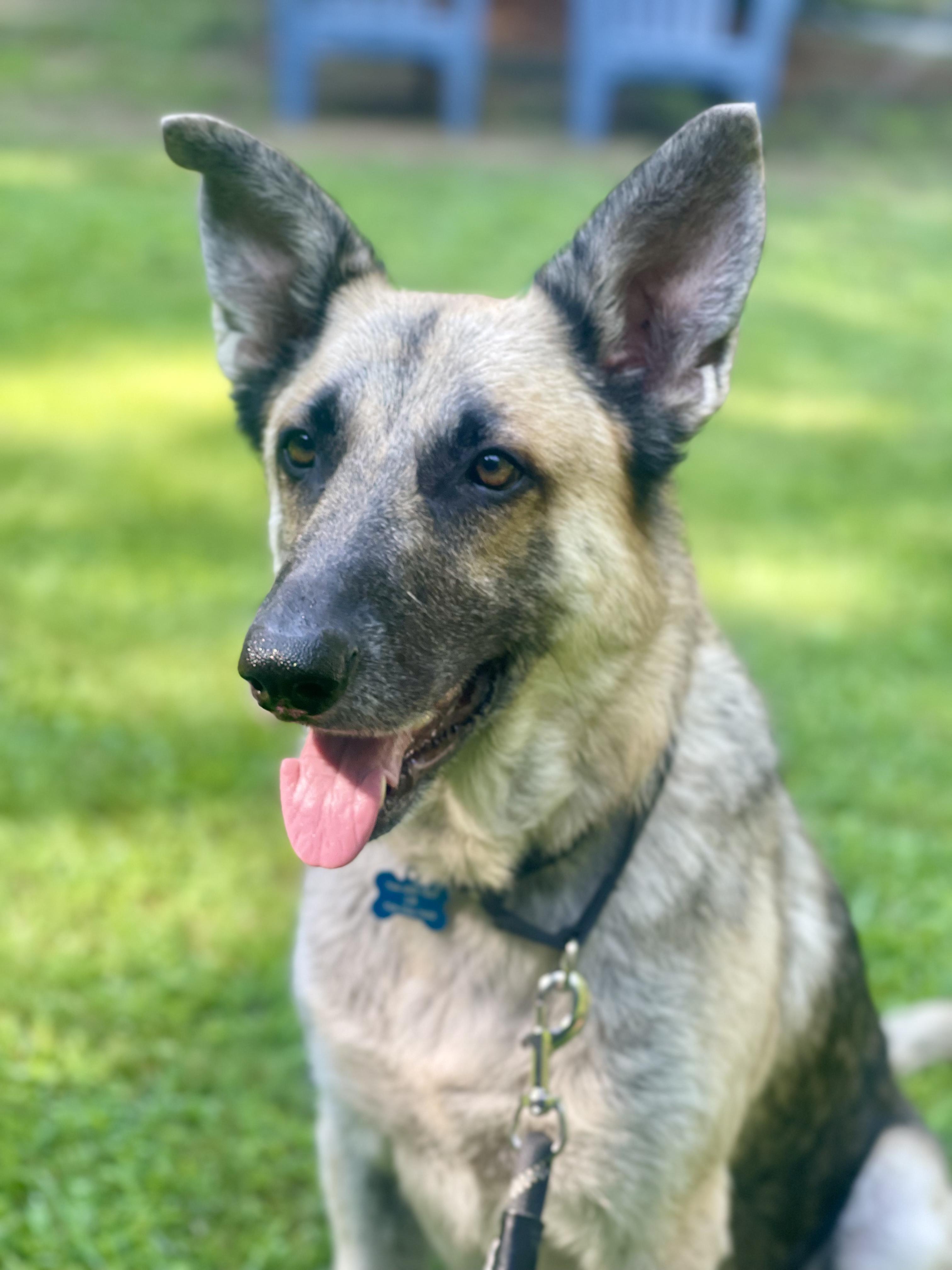 Enlarge Piper, an adopted mixed breed in Charlotte, NC image 3/4