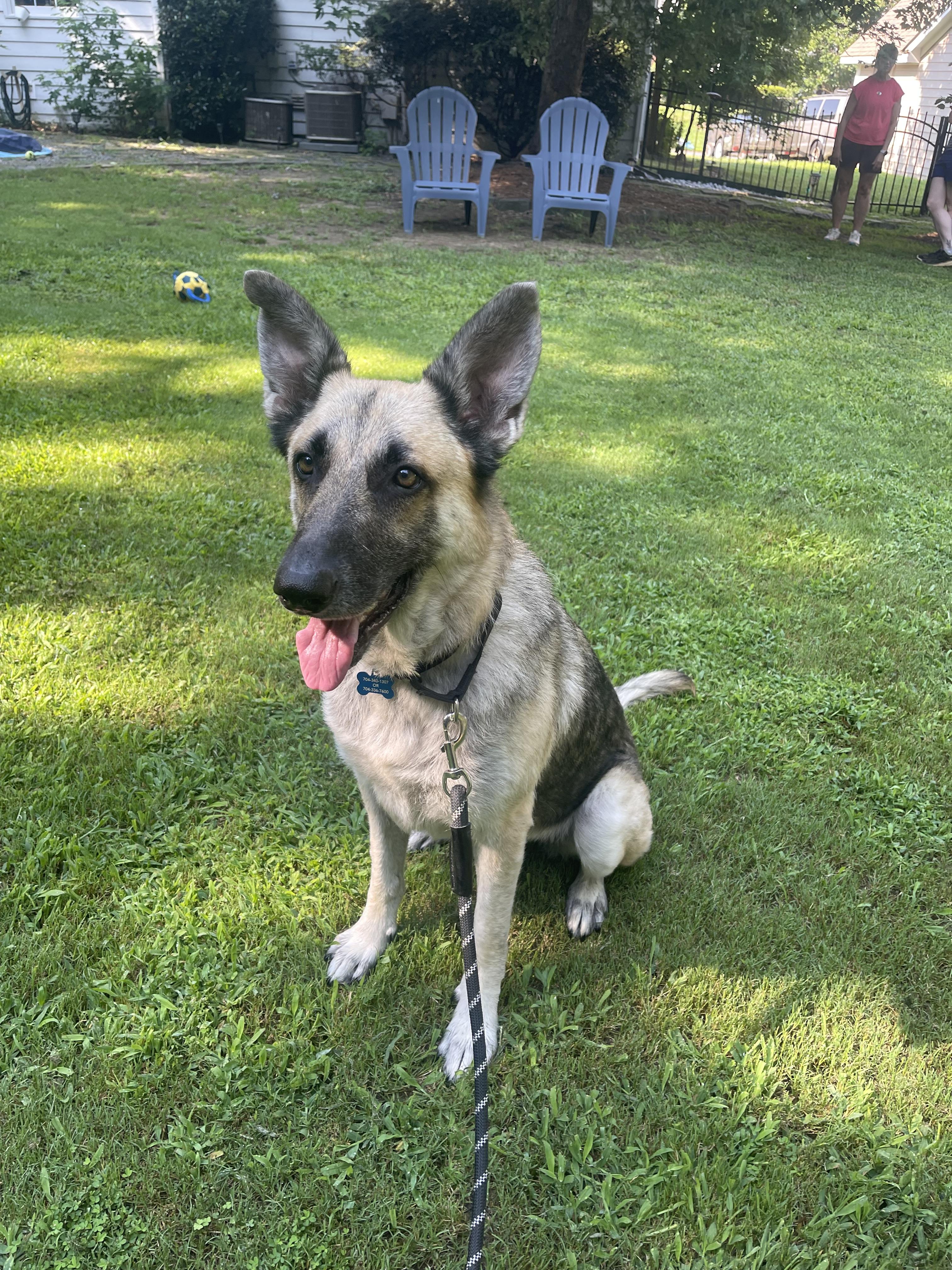 Piper, adopted, Young Female German Shepherd Dog.