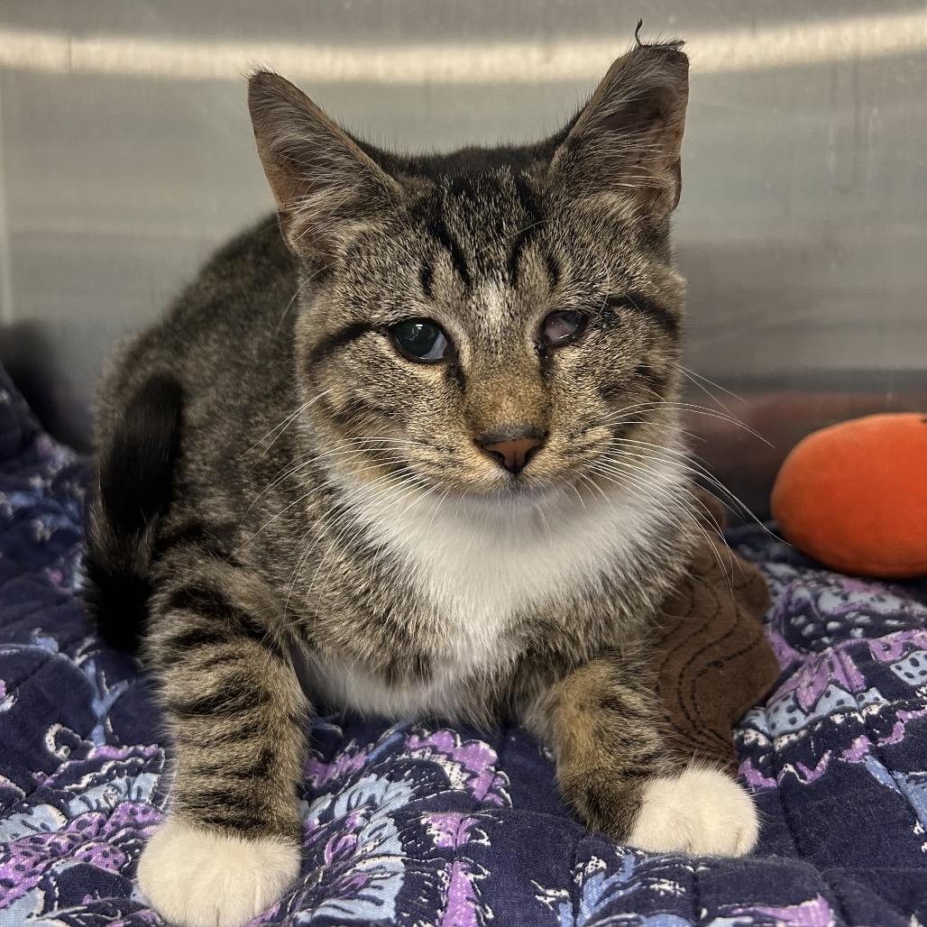 Ladle, Adoptable, Young Male Domestic Short Hair.