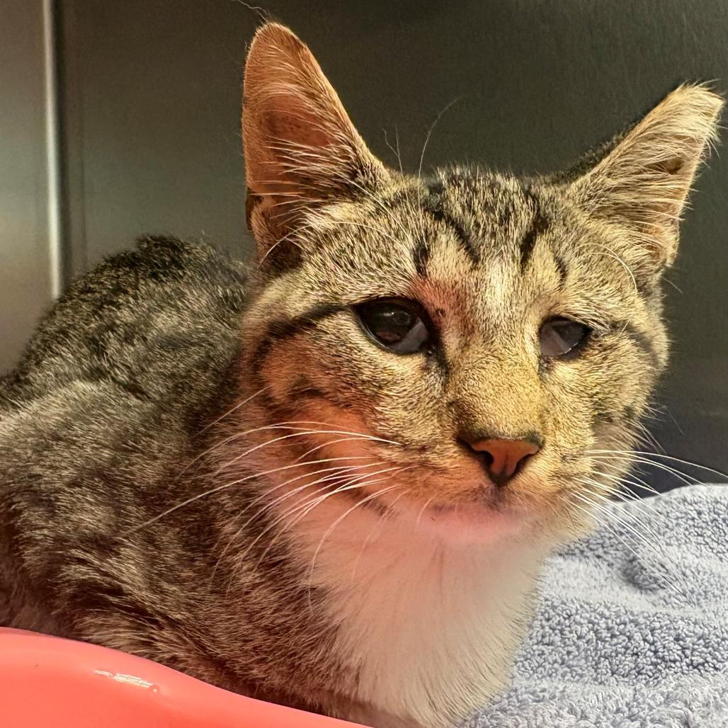 Enlarge Ladle, a Adoptable Domestic Short Hair in East Hanover, NJ image 2/2