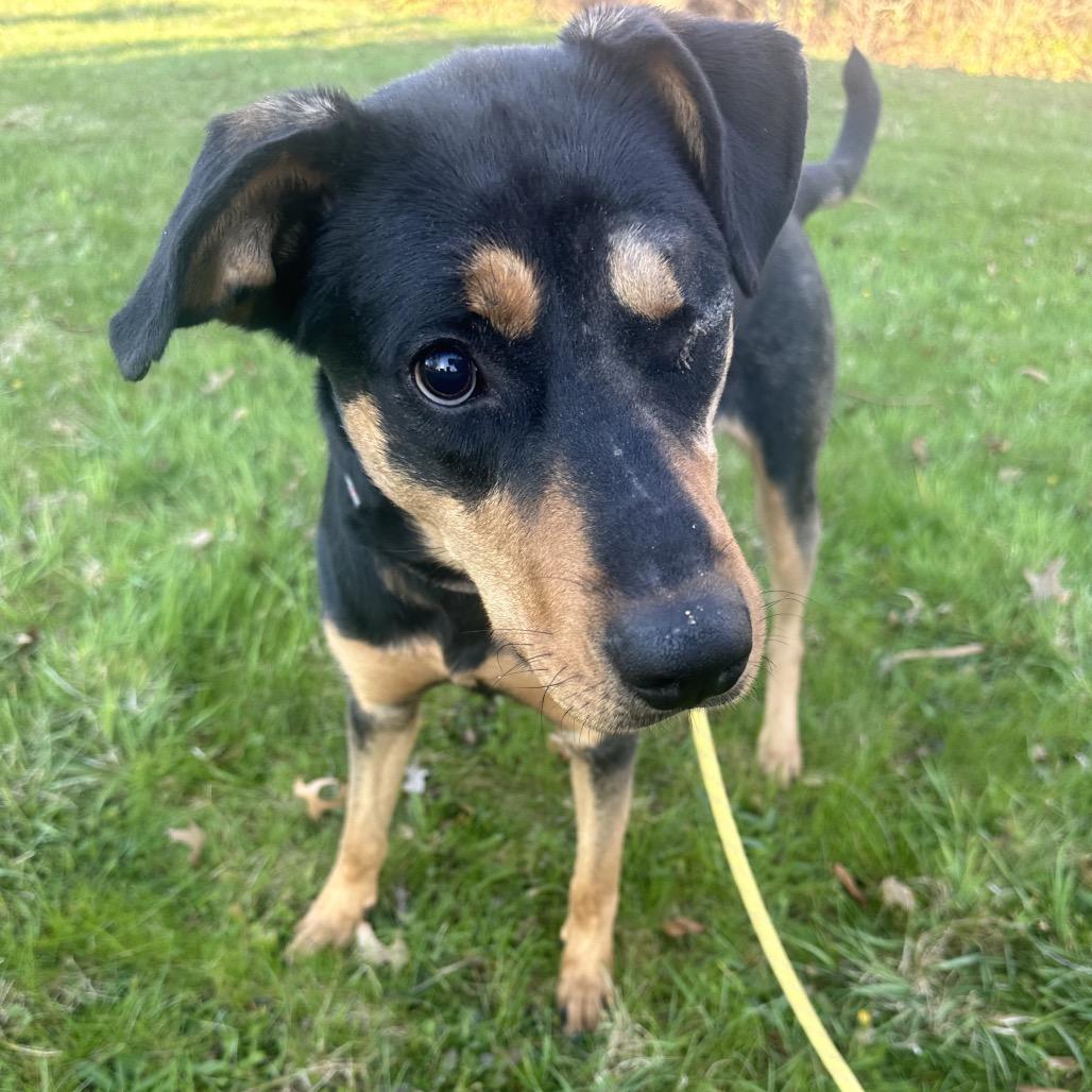 Enlarge Reba (Special Needs-Blind), a Adoptable Mixed Breed in Alexandria, VA image 1/6