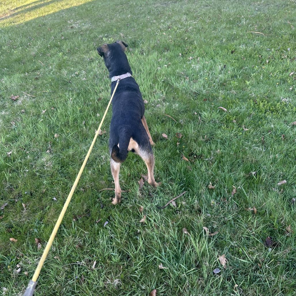 Enlarge Reba (Special Needs-Blind), a Adoptable Mixed Breed in Alexandria, VA image 2/6