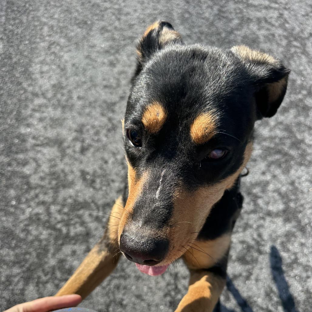 Enlarge Reba (Special Needs-Blind), a Adoptable Mixed Breed in Alexandria, VA image 3/6