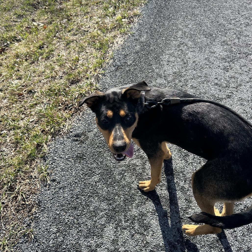 Enlarge Reba (Special Needs-Blind), a Adoptable Mixed Breed in Alexandria, VA image 4/6